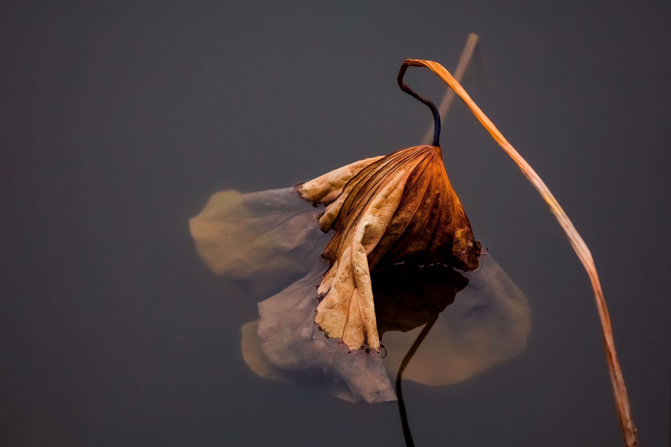 莲池大师说:我从出家到现在,大病三次都差点死了